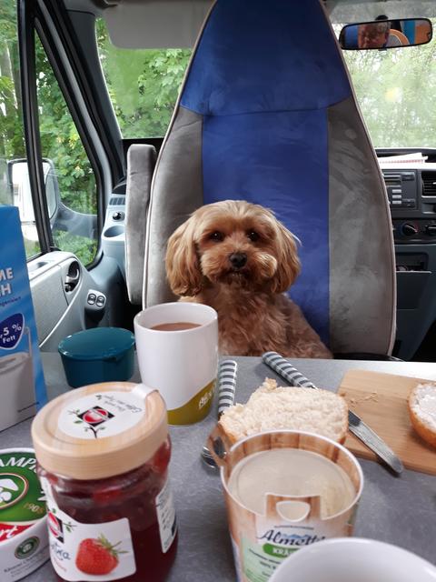 "Sammy" von Karin Stürmer aus Winsen on Tour im Wohnmobil beim Frühstück | Foto: Karin Stürmer