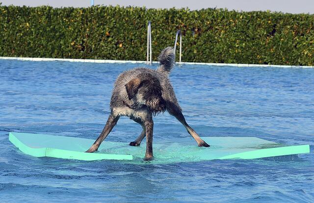 Riesenschnauzer "Niwen" von Regine Rudat aus Deinste 
übt sich als Surfer  | Foto: Regine Rudat