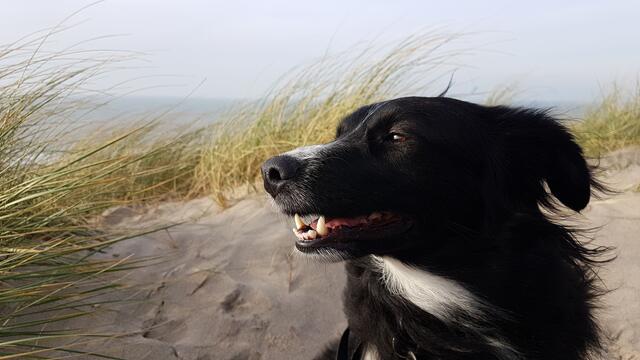"Luna" von Doris Gerke aus Buchholz | Foto: Corinna Gerke
