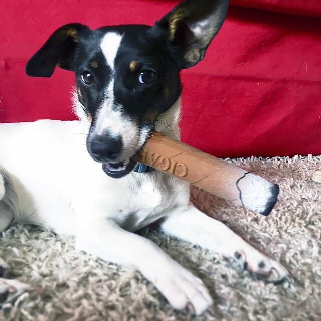 Jack Russel-Hündin "Lina" mit "Hundezigarre". "Sie ist leider im März verstorben. Umso wichtiger ist uns dieses Foto von ihr, womit sie uns u.a. immer als lustiger kleiner Hund in Erinnerung bleibt", schreiben Sonja und Nick Krause-Arvidson aus Winsen  | Foto: Sonja Arvidson