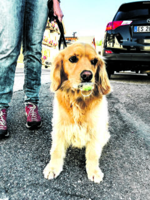 „Buddy" von Silvia von Bargen aus Seevetal findet beim Spaziergang immer wieder Schnuller. "Oft bemerke ich es erst durch das Lachen von vorbeigehenden Passanten", berichtet sein Frauchen | Foto: Heiko von Bargen