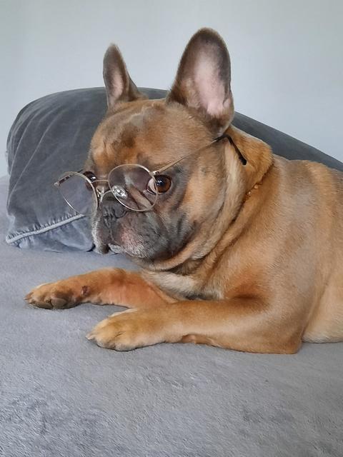 "Manni" (3) von Carina Werner ist laut Frauchen "natürlich der beste Hund der Welt, superschlau und denkt sich: 'Wann ist eigentlich dieses komische Coronading vorbei?'" | Foto: Carina Werner