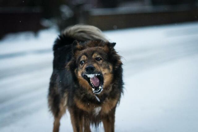"Rocky" von Wolf-Peter Krause aus Apensen hat im Winter versucht,  Schnee zu fressen | Foto:  Brian von Knoblauch