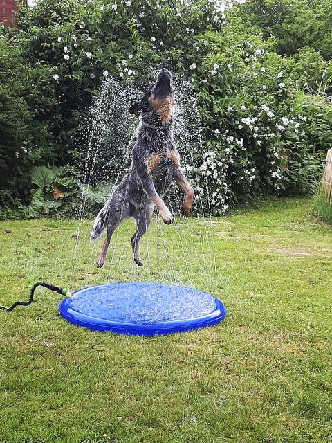 Australien Cattledog "Blue" (15 Monate) von Annette Wulff aus  Fredenbeck beim Wasserspaß  | Foto:  Annette Wulff