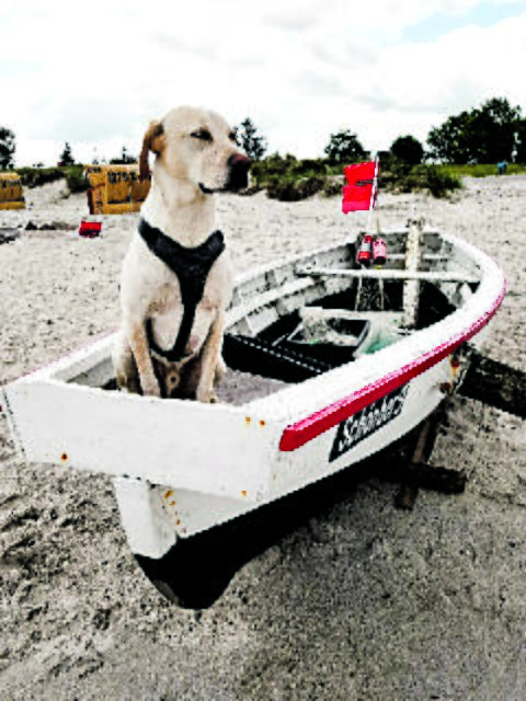 Bootshund "Beny" von Stefanie Bauer aus Seevetal  | Foto: Stefanie Bauer