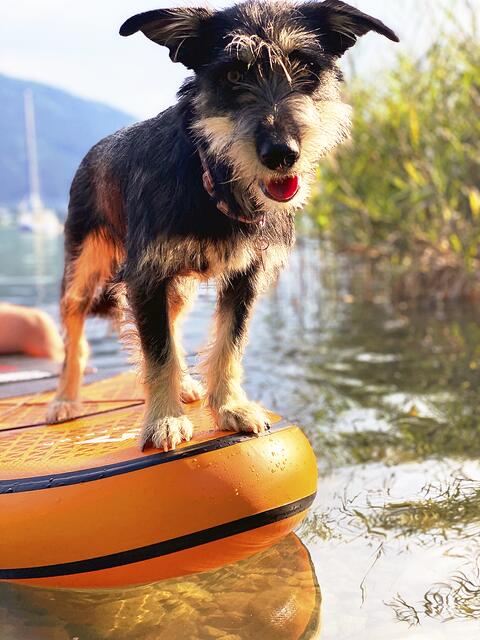 Hündin "Merle" von Jessica Payne aus Neu Wulmstorf beim Stand Up Paddling in Österreich am Ossiacher See  | Foto: Jessica Payne