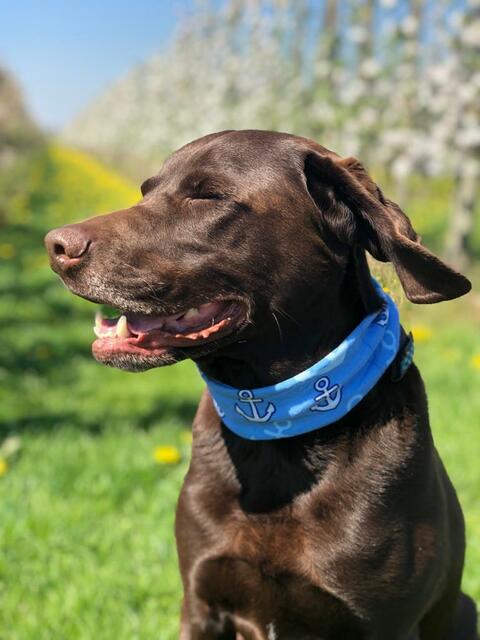 Labrador "Bruno" (8) von Sebastian Lehmbeck-Holst aus Mittelnkirchen. "'Bruno' liebt den Spaziergang durch die Obstbäume und nascht ab und zu eine Birne aus dem eigenen Anbau! Durch meine fünfjährige Zeit an Bord einer Kreuzfahrt Reederei , muss 'Bruno' meine Leidenschaft auf seinem Tuch teilen", schreibt Herrchen Sebastian Lehmbeck-Holst augenzwinkernd | Foto: Sebastian Lehmbeck-Holst