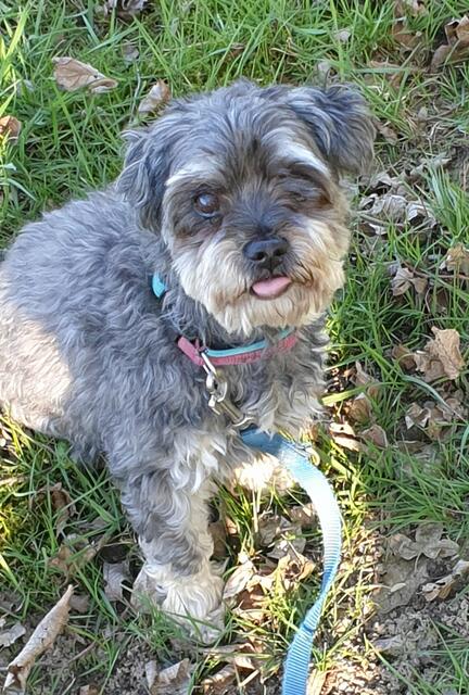 "Theo" von Nina Schlie aus Marschacht | Foto: Nina Schlie