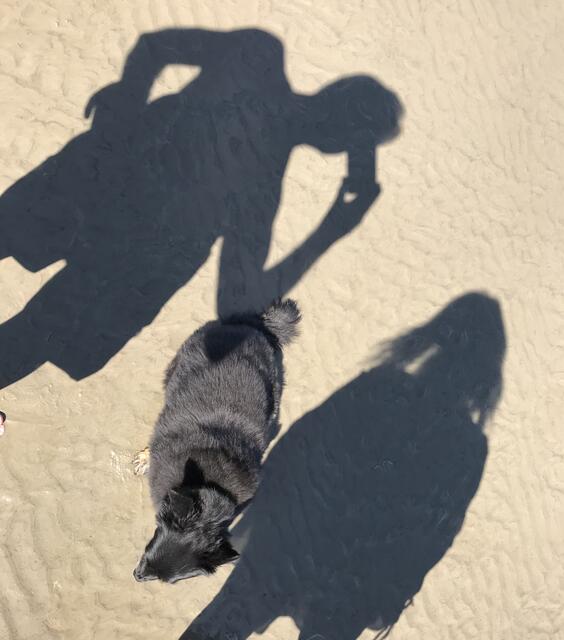  Sheltie-Mix "Pojke" (13), hier mit Frauchen Inka Brand und Holger Haesloop aus Neu Wulmstorf im Watt in Altenbruch, kurz vor Cuxhaven | Foto: Holger Haesloop