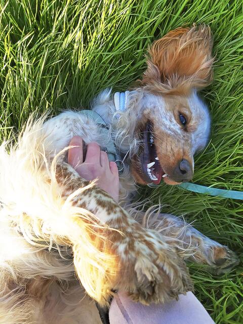 Cocker-Spaniel-Rüde "Buddy" von Emely Wojak aus Stade genießt die Streicheleinheiten | Foto: Emely Wojak