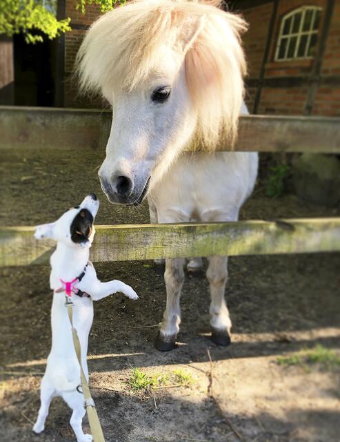 Jack-Russell-Hündin "Fibi" (9 Monate) von Sonja Arvidson aus Winsen lernt ein kleines Mini-Shettie-Pony kennen  | Foto: Sonja Arvidson 