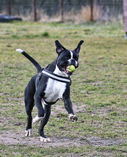 Boxer "Ole" von  Ralf Garbers aus Buxtehude  | Foto: Ralf Garbers
