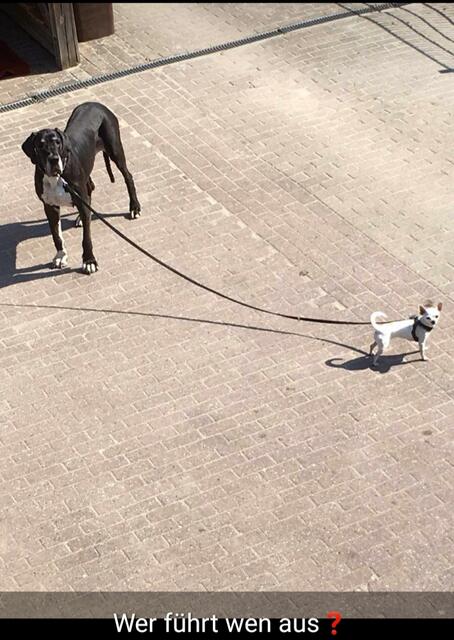 "Wer führt hier wen Gassi?", fragen Dogge "Benedikte" und Chihuahua "Letti" von Kristin Bode aus Buxtehude | Foto: Kristin Bode
