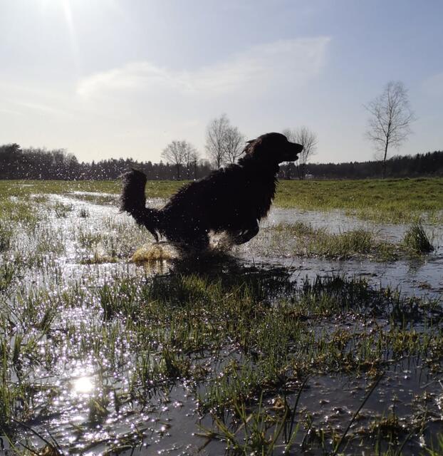 "Lissy" von Christina Klindworth aus Heidenau überlegt gerade, wie sie da einigermaßen trocken wieder raus kommt . Sie mag kein Wasser  | Foto: Lena Klindworth
