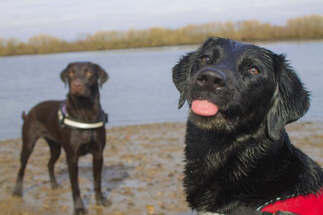 Die beiden Labrador-Mädchen "Bella" (10, re.) und "Akira" (4) 
von Sarah-Ann Adamek aus Seevetal | Foto: Sarah-Ann Adamek