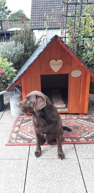Labrador "Casper" (8) von Jutta Schmidt aus Rosengarten  hat ein eigenes Häuschen mit Namen und Hausnummer und findet das ganz toll. | Foto: Jutta Schmidt