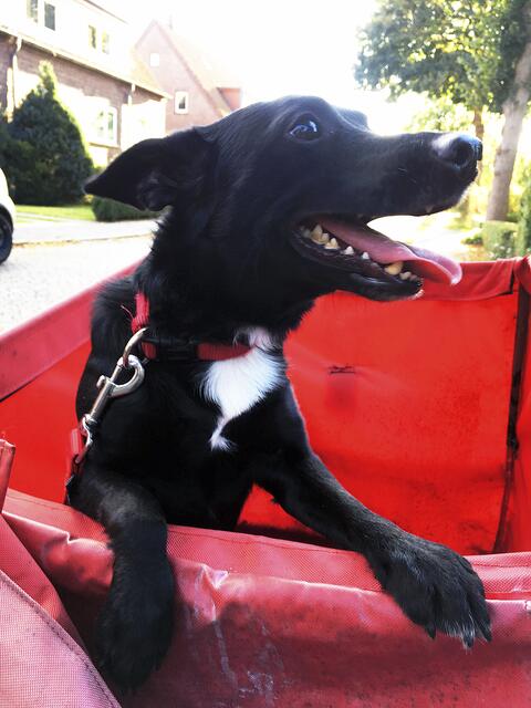 Hund "Linus" von Katja Henning aus Stade hilft beim Austragen des WOCHENBLATT | Foto: Katja Henning