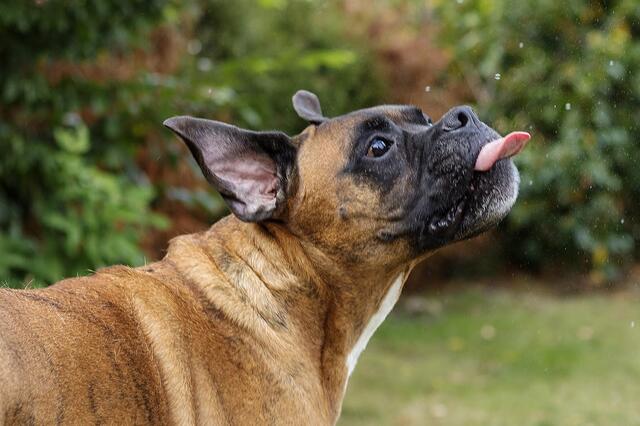 "Murphy" von Monika Schlack aus Harmstorf  beim Seifenblasenfangen | Foto: Monika Schlack