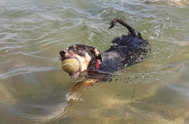 "Holly" (5) von Monika Bruns beim Urlaub an der Ostsee | Foto: Monika Bruns