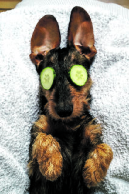 Dackel "Bruno Löwenherz" von Lena Witte aus Thieshope gönnt sich eine Gurkenmaske. Der Dackel hat sogar einen eigenen Instagram Account (www.instagram.com/bruno_loewenherz/)  | Foto: Lena Witte