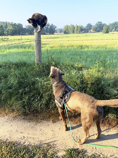 Zugegeben, hier ist das Lustigste die Katze, die "Milow" von Jörg Paul aus Moisburg aufgeschreckt hat | Foto: Jörg Paul 