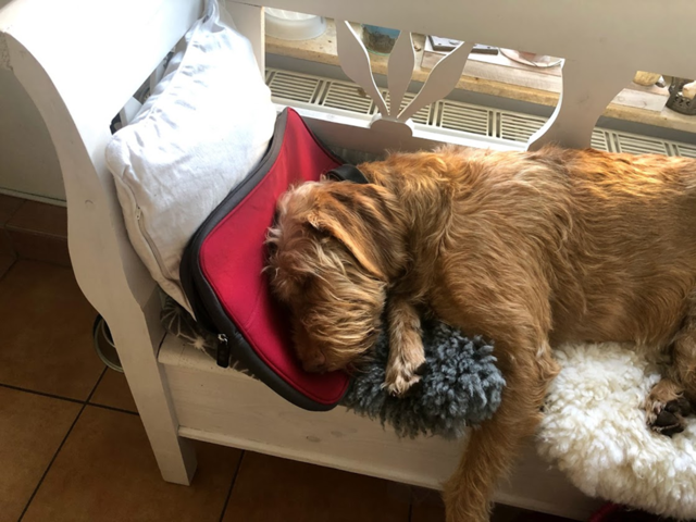 "Pippa" von Christina Böer aus Seevetal. "Während ich an einem Webinar teilnahm, hat meine Hündin die Zeit genutzt und es sich auf meiner Laptoptasche gemütlich gemacht, um nur nicht das Ende des Webinars zu verpassen, um mit mir gemeinsam etwas zu unternehmen. Pippa ist eine ausgebildete Schulbesuchshündin und begleitet mich in die Kita", berichtet Frauchen | Foto:  Norbert Winkel
