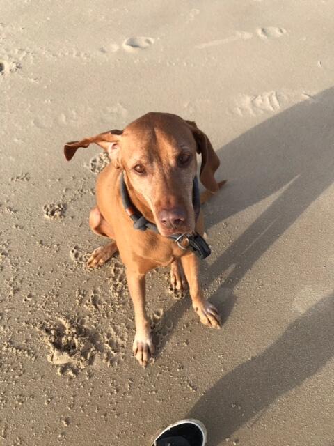 Manuela Beil aus Stelle schickte dieses hübsche Foto von "Mathilda", genannt "Thildi", der Hündin ihrer Freundin. "Thildi" ist als Pflegehund oft bei Manuela Beil zu Gast, hier war sie mit am Strand von List/Sylt  | Foto: Manuela Beil