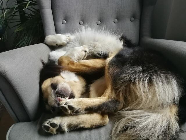 Bordercollie-Husky-Mix "Cooper" (4) von Susa Witt aus Buxtehude | Foto: Susa Witt