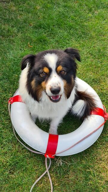 Auch Australian Shepherd "Fussel" von Stefan Eckhoff aus Bargstedt mag es maritim  | Foto: Stefan Eckhoff