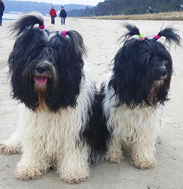 "Wilma" und "Amara" von Linda De Caesteker aus Stade  | Foto: Linda De Caesteker 