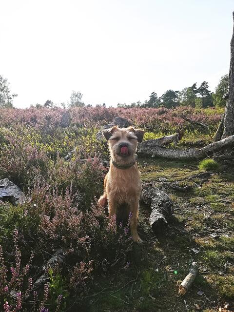 "Theo" von Melanie Granzow aus Buchholz in der Heide  Foto: Melanie Granzow | Foto: Melanie Granzow