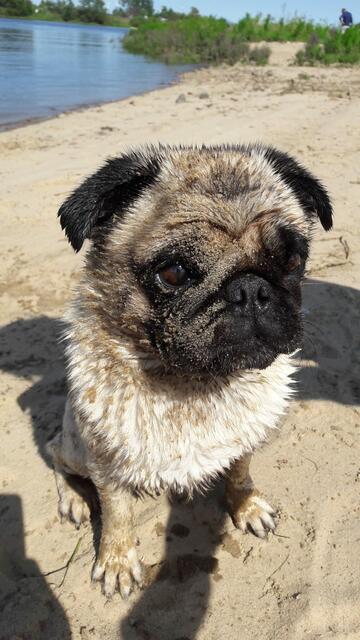 Mops "Pepe" von Sandra Ehmke aus Winsen | Foto: Sandra Ehmke