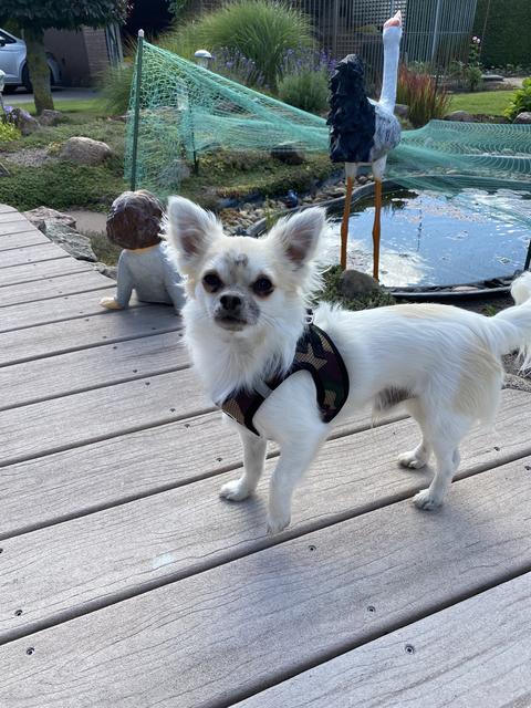 Chihuahua "Scooby" (1) von Hiba Dib aus Stade | Foto: Hiba Dib
