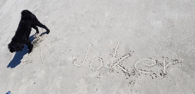"Joker" von Tanja Wenzel aus Buchholz hat sich im Sand am Strand von St.Peter-Ording verewigt | Foto: Tanja Wenzel