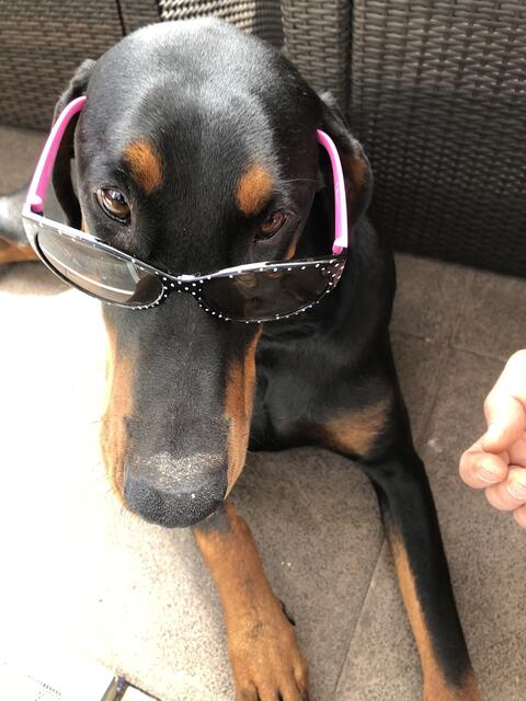 Dobermannhündin "Elli" von Gabi Strupat aus Düdenbüttel | Foto: Gabi Strupat 