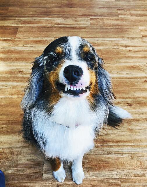 Kann ein Lächeln schöner sein, als das von Mini-Australian-Shepherd-Hündin "Kiwi"?, eingesandt von Svenja Johannsen aus Horneburg  | Foto: Svenja Johannsen