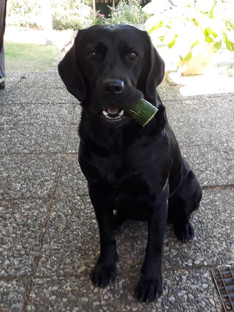 Labradorhündin "Cleo" (4) von Constanze Perl aus Undeloh liebt Gurken über alles und hat hier ein großes Stück einer selbstgezogenen Gurke aus Frauchens Garten im Maul | Foto: Constanze Perl