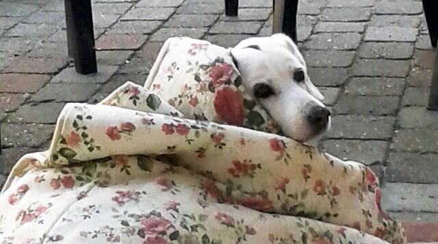 "Babsie" von Marion Krüeger-Jacobs aus Drestedt fühlt sich bei jedem Wetter in Dänemark sehr wohl. Hauptsache draußen und zugedeckt | Foto: Marion Krüeger-Jacobs