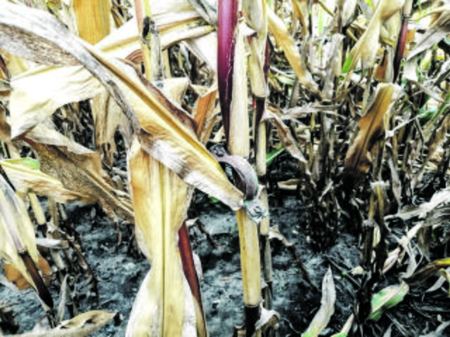 Unbekannte haben eine Metallschelle in die Pflanze gehängt  | Foto: Hauschild