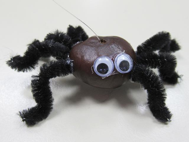 Kastanien-Spinne (diese hat ein Beinchen verloren)