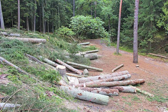 Absoluter Kahlschlag: Die Fichten waren so sehr vom Borkenkäfer befallen, dass sie gefällt werden mussten. Im Hintergrund ist der Waldweg zu sehen, der durch die Höllenschlucht führt Fotos: lm