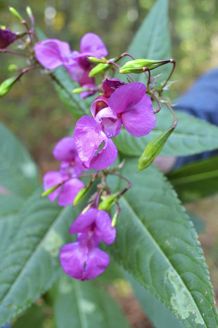 Die lila Blüten des Drüsigen Springkrauts sind schön anzusehen