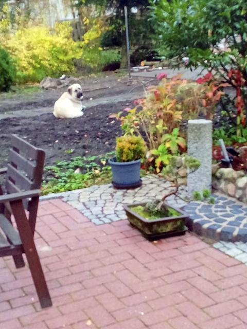 Dieser Kangal lebt in der Siedlung Am Redder in Hittfeld