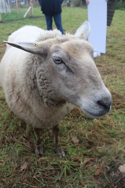 Die Schafe sind sehr menschenbezogen