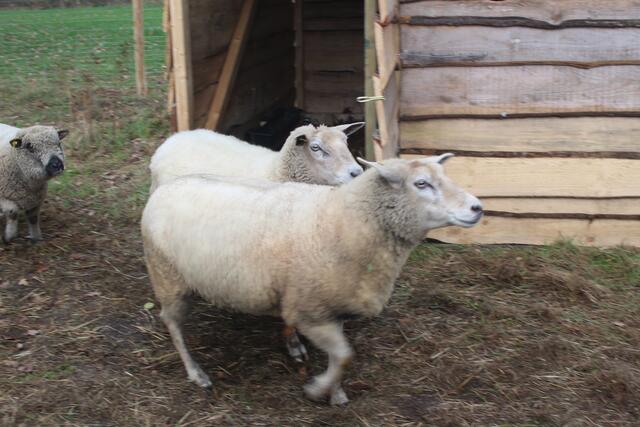 Die Schafe kommen angaloppiert, wenn ihre Besitzerin sie ruft