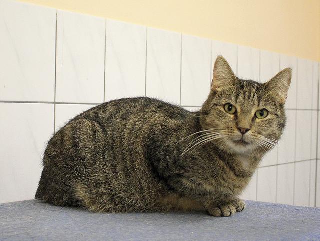 ... und Kater Dragon  | Foto: Tierheim Buchholz