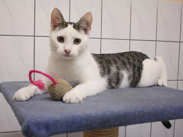 Suchen ein Zuhause: der sechs Monate alte Kater Özil ... | Foto: Tierheim Buchholz