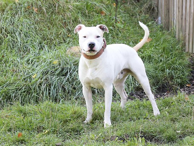 ... Staffordshirerüde Lino (geb. 2019) ... | Foto: Tierheim Buchholz