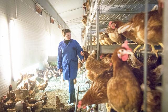 Schöenecke-Betriebsleiterin Janna Oelkers kontrolliert den
 Hühnerstall im Fliegenmoor | Foto: Schönecke