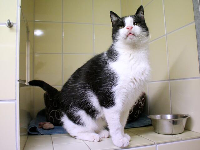 ... Kater Ron ... | Foto: Tierheim Buchholz